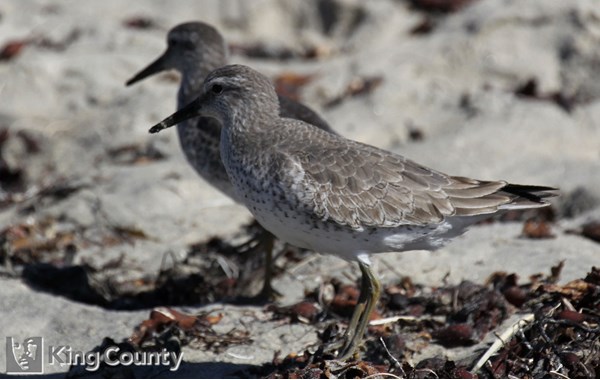 Photo of Calidris canutus